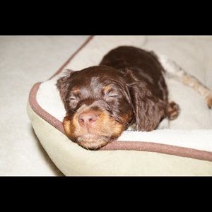 Meet your Posher, Ava